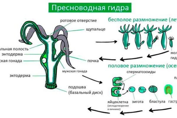 Даркнет ссылка