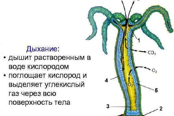 Кракена точка нет