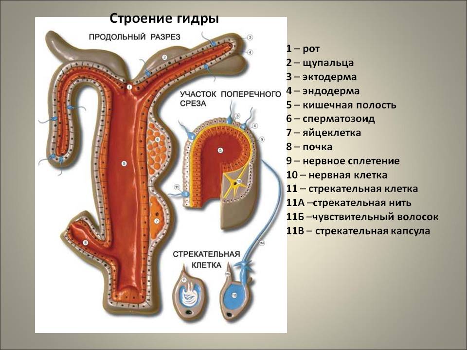 Онион сайты